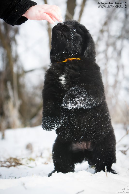 Фото: ньюфаундленд Skazochnaya Kroha Ave Aleksandriya (Сказочная Кроха Аве Александрия)