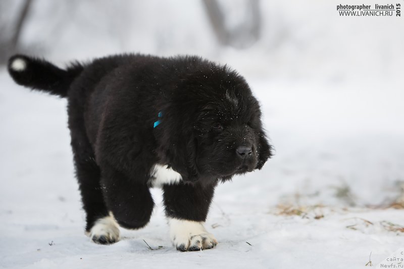 Фото: ньюфаундленд Skazochnaya Kroha Admiral Nel'son (Сказочная Кроха Адмирал Нельсон)