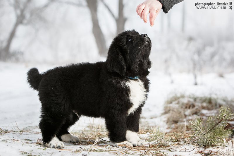 Фото: ньюфаундленд Skazochnaya Kroha Admiral Nel'son (Сказочная Кроха Адмирал Нельсон)