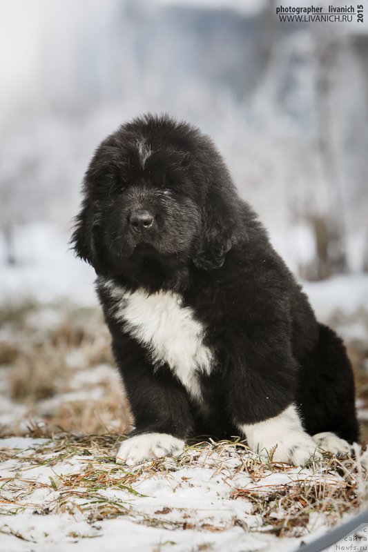 Фото: ньюфаундленд Skazochnaya Kroha Admiral Nel'son (Сказочная Кроха Адмирал Нельсон)