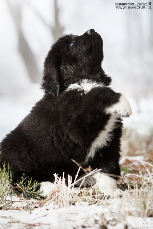 Фото: ньюфаундленд Skazochnaya Kroha Admiral Nel'son (Сказочная Кроха Адмирал Нельсон)