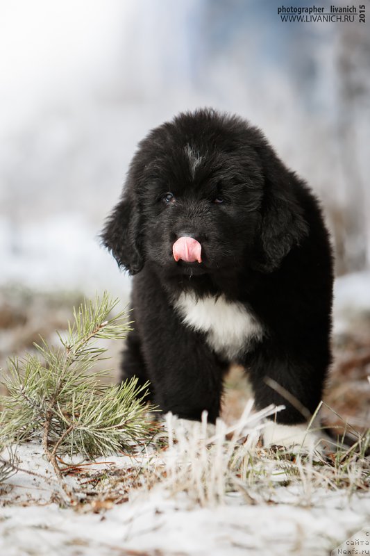 Фото: ньюфаундленд Skazochnaya Kroha Admiral Nel'son (Сказочная Кроха Адмирал Нельсон)