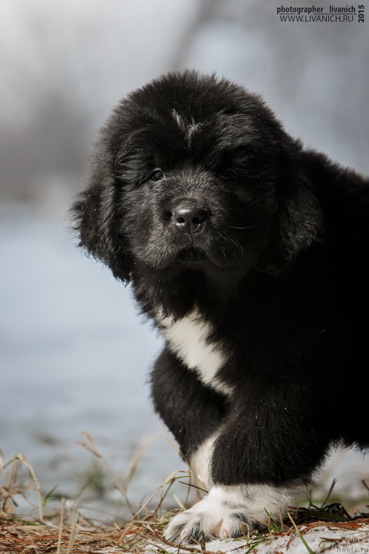 Фото: ньюфаундленд Skazochnaya Kroha Admiral Nel'son (Сказочная Кроха Адмирал Нельсон)