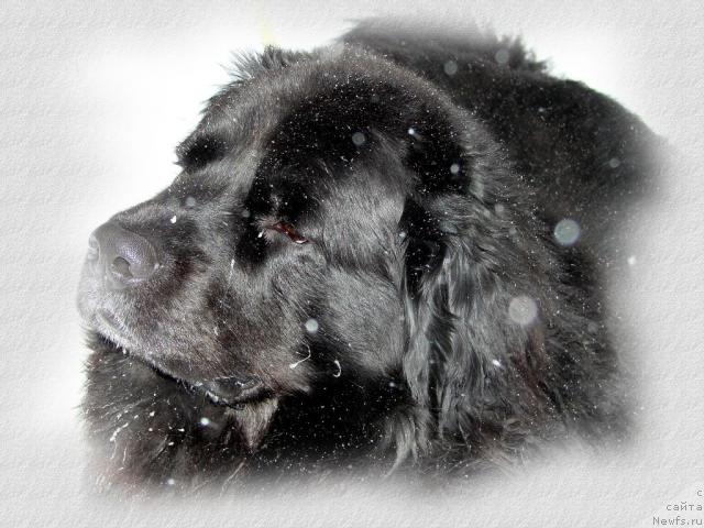 Фото: ньюфаундленд Oskar Treysi-Viktoriya (Оскар Трейси-Виктория)