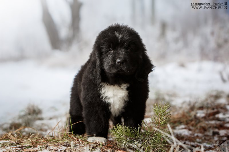 Фото: ньюфаундленд Skazochnaya Kroha Admiral Nel'son (Сказочная Кроха Адмирал Нельсон)