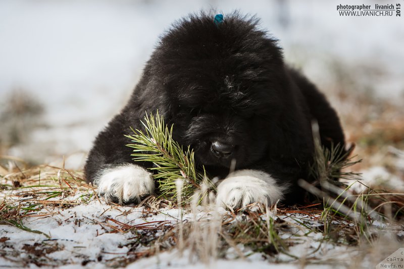 Фото: ньюфаундленд Skazochnaya Kroha Admiral Nel'son (Сказочная Кроха Адмирал Нельсон)