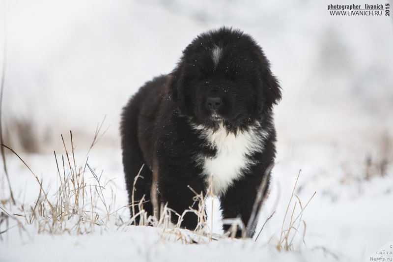 Фото: ньюфаундленд Skazochnaya Kroha Artur L'vinoe Serdce (Сказочная Кроха Артур Львиное Сердце)