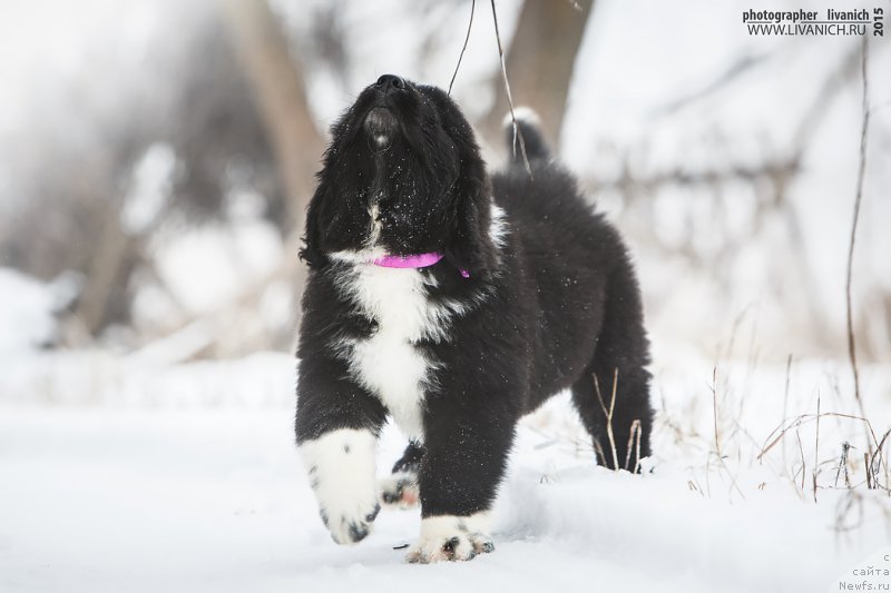 Фото: ньюфаундленд Skazochnaya Kroha Artur L'vinoe Serdce (Сказочная Кроха Артур Львиное Сердце)