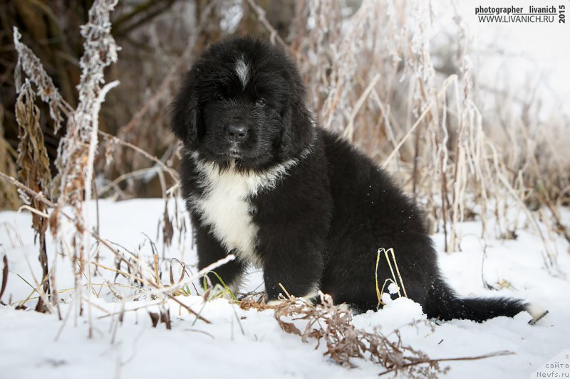 Фото: ньюфаундленд Skazochnaya Kroha Artur L'vinoe Serdce (Сказочная Кроха Артур Львиное Сердце)