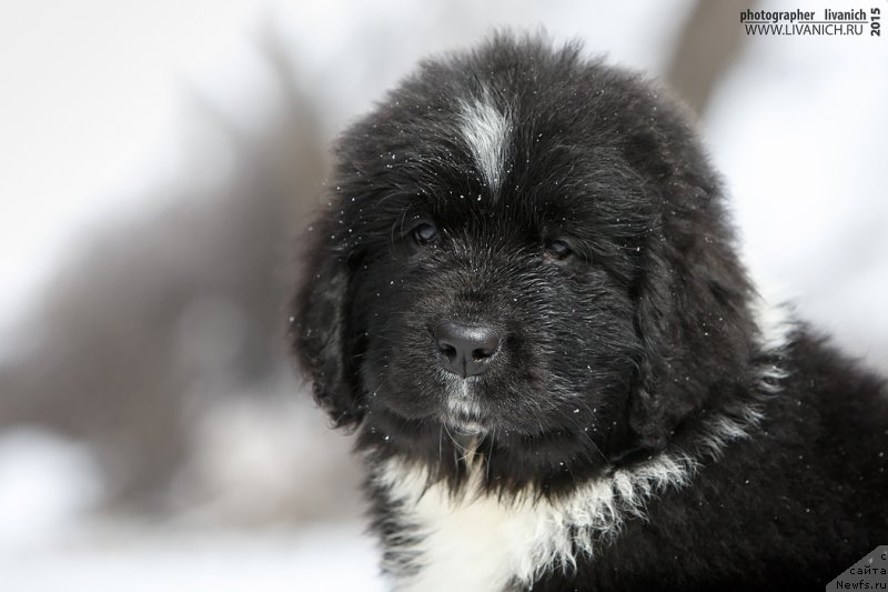 Фото: ньюфаундленд Skazochnaya Kroha Artur L'vinoe Serdce (Сказочная Кроха Артур Львиное Сердце)