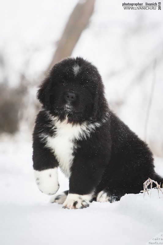Фото: ньюфаундленд Skazochnaya Kroha Artur L'vinoe Serdce (Сказочная Кроха Артур Львиное Сердце)