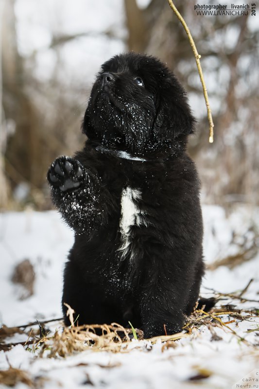 Фото: ньюфаундленд Skazochnaya Kroha Ayvengo (Сказочная Кроха Айвенго)