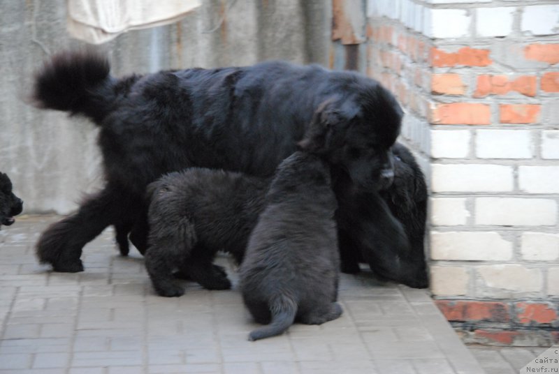 Фотография № 197111