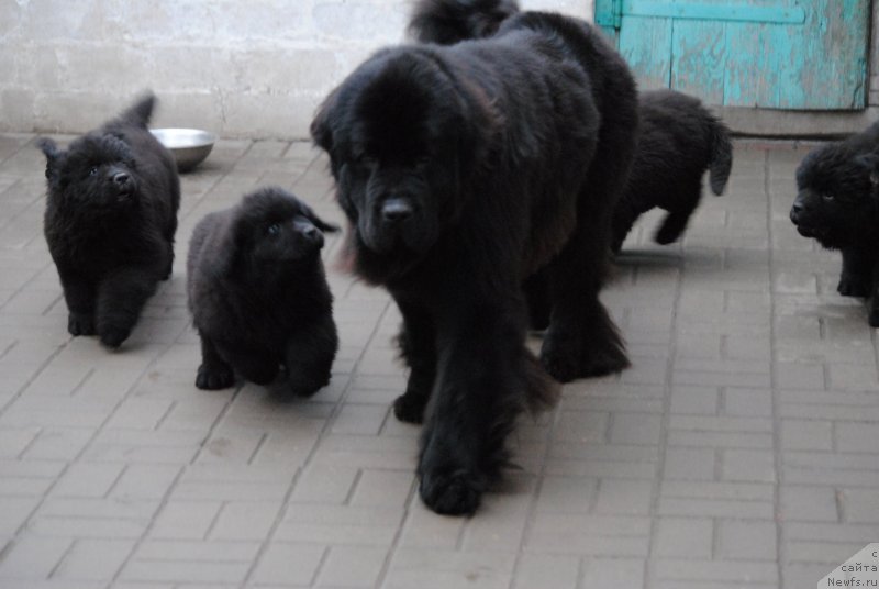 Фотография № 197112