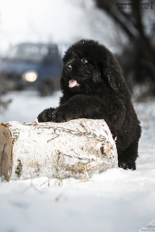 Фото: ньюфаундленд Skazochnaya Kroha Angel Moey Dushi (Сказочная Кроха Ангел Моей Души)