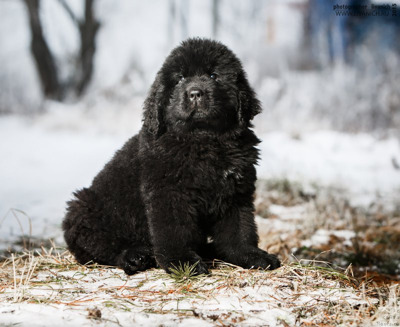 Фото: ньюфаундленд Skazochnaya Kroha Angel Moey Dushi (Сказочная Кроха Ангел Моей Души)