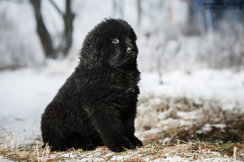 Фото: ньюфаундленд Skazochnaya Kroha Angel Moey Dushi (Сказочная Кроха Ангел Моей Души)