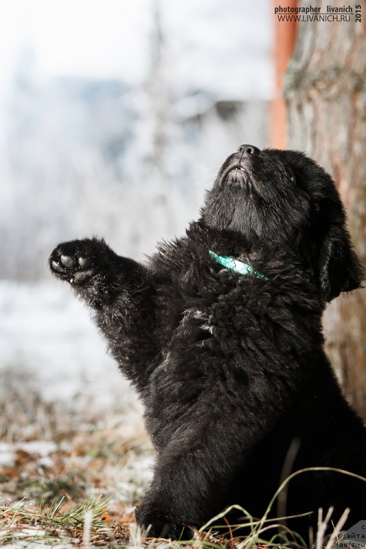 Фото: ньюфаундленд Skazochnaya Kroha Al' Pachino (Сказочная Кроха Аль Пачино)