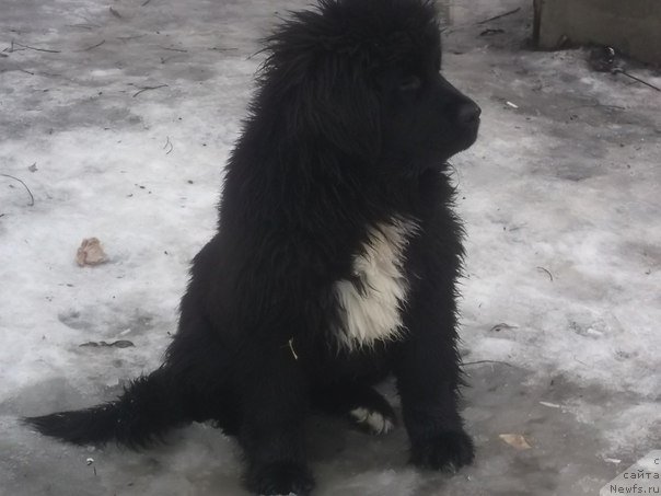 Фото: ньюфаундленд Nessi (Несси)