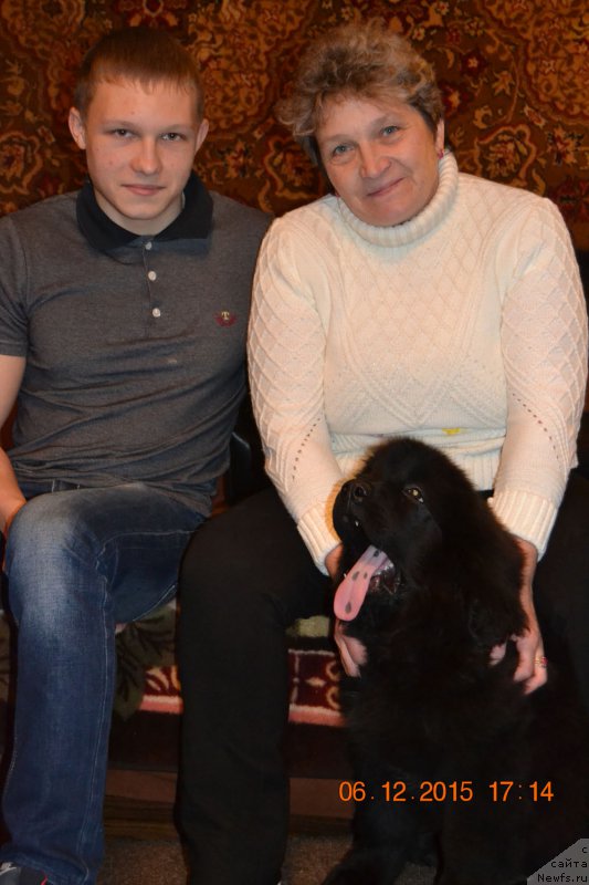 Фото: ньюфаундленд Damskiy Kapriz Znoynaya Myeri (Дамский Каприз Знойная Мэри)