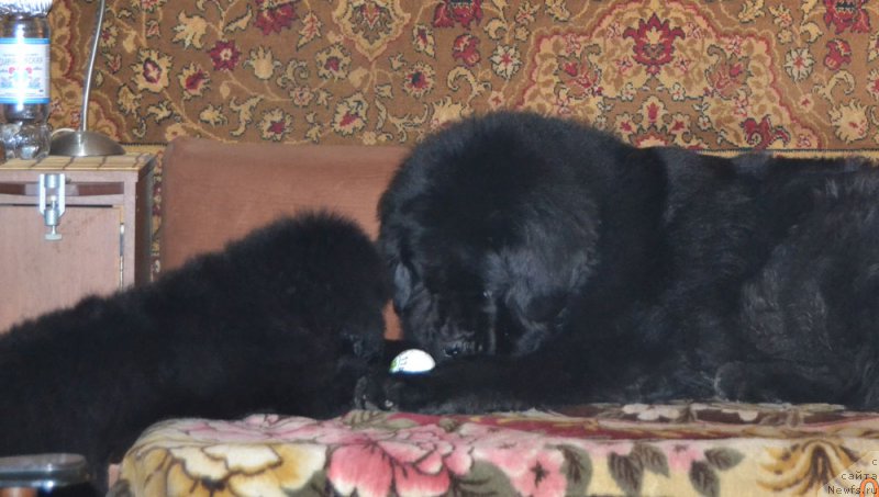 Фото: ньюфаундленд Damskiy Kapriz Znoynaya Myeri (Дамский Каприз Знойная Мэри), ньюфаундленд Zhdanny Syn Vialiki Miadzvedz