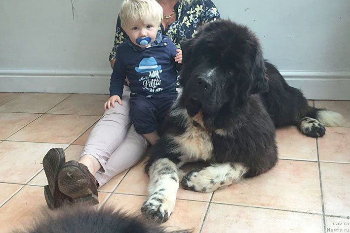 Фото: ньюфаундленд Bravada s Berega Dona (Бравада с Берега Дона)