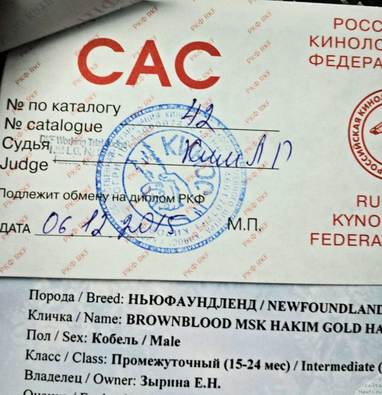 Фото: ньюфаундленд Brownblood MSK Hakim Gold Haydar (Браунблад МСК Хаким Голд Хайдар)