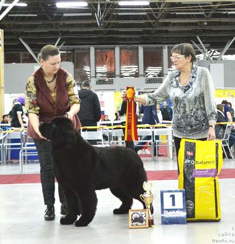 Фото: ньюфаундленд Akvatoriya Kelvin Diskaveri (Акватория Келвин Дискавери)