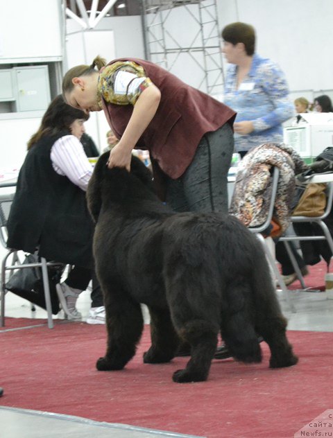 Фото: ньюфаундленд Akvatoriya Kelvin Diskaveri (Акватория Келвин Дискавери)