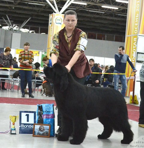 Фото: ньюфаундленд Aquatoriya Kelvin Yuse of Magic Spirit (Акватория Келвин Юз оф Мэджик Спирит)