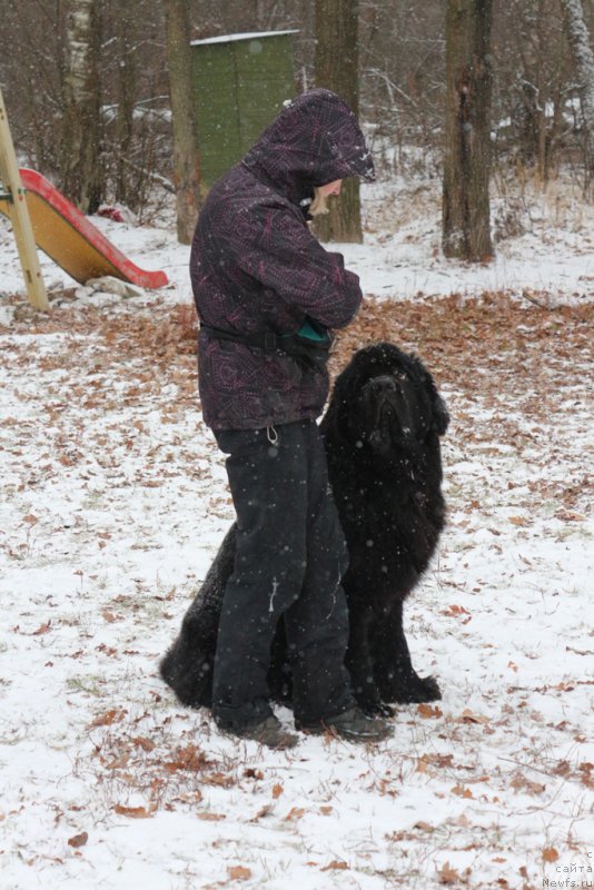 Фото: YUliya YAkusheva (Юлия Якушева), ньюфаундленд Beguschaya po Volnam CHicharitto (Бегущая по Волнам Чичаритто)