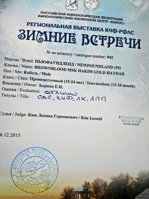 Фото: ньюфаундленд Brownblood MSK Hakim Gold Haydar (Браунблад МСК Хаким Голд Хайдар)