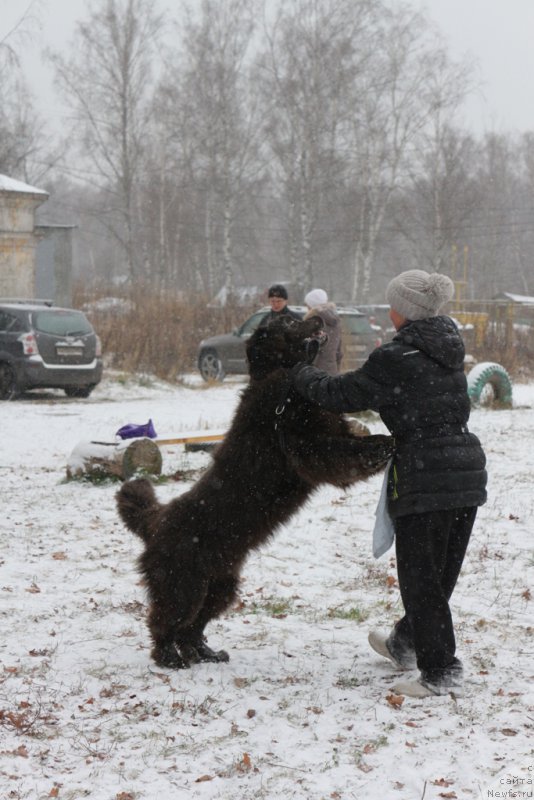 Фото: Elena Bogdanova (Елена Богданова), ньюфаундленд Angel Khranitel Gruffidd (Ангел Хранитель Граффидд)