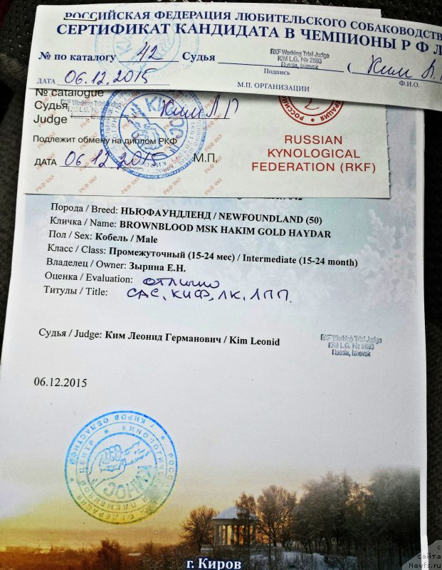 Фото: ньюфаундленд Brownblood MSK Hakim Gold Haydar (Браунблад МСК Хаким Голд Хайдар)
