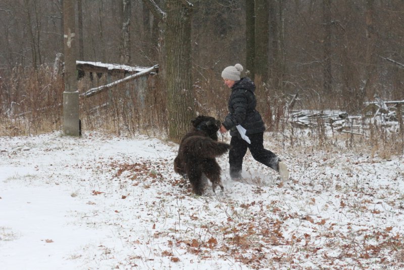 Фото: Elena Bogdanova (Елена Богданова), ньюфаундленд Angel Khranitel Gruffidd (Ангел Хранитель Граффидд)
