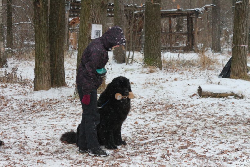 Фото: YUliya YAkusheva (Юлия Якушева), ньюфаундленд Beguschaya po Volnam CHicharitto (Бегущая по Волнам Чичаритто)