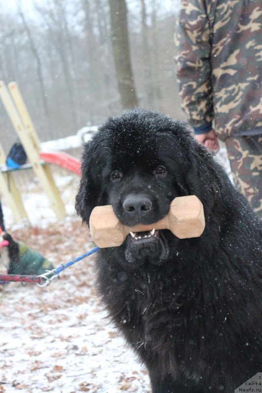 Фото: ньюфаундленд Beguschaya po Volnam CHicharitto (Бегущая по Волнам Чичаритто)