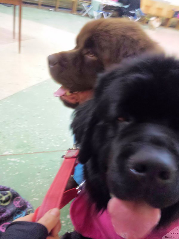 Фото: ньюфаундленд Brownblood MSK Hakim Gold Haydar (Браунблад МСК Хаким Голд Хайдар), ньюфаундленд N'yufort Taym's Gold Aleksa (Ньюфорт Тайм'с Голд Алекса)