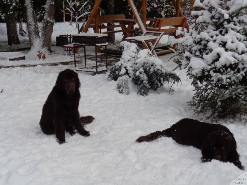 Фото: ньюфаундленд Intriga Ringa Vishnya v SHokolade (Интрига Ринга Вишня в Шоколаде), ньюфаундленд Hit SHeliko Gudi Hot CHokolat (Хит Шелико Гуди Хот Чоколат)