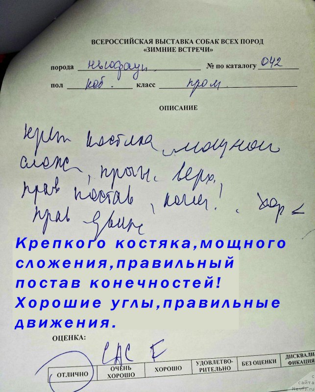 Фото: ньюфаундленд Brownblood MSK Hakim Gold Haydar (Браунблад МСК Хаким Голд Хайдар)