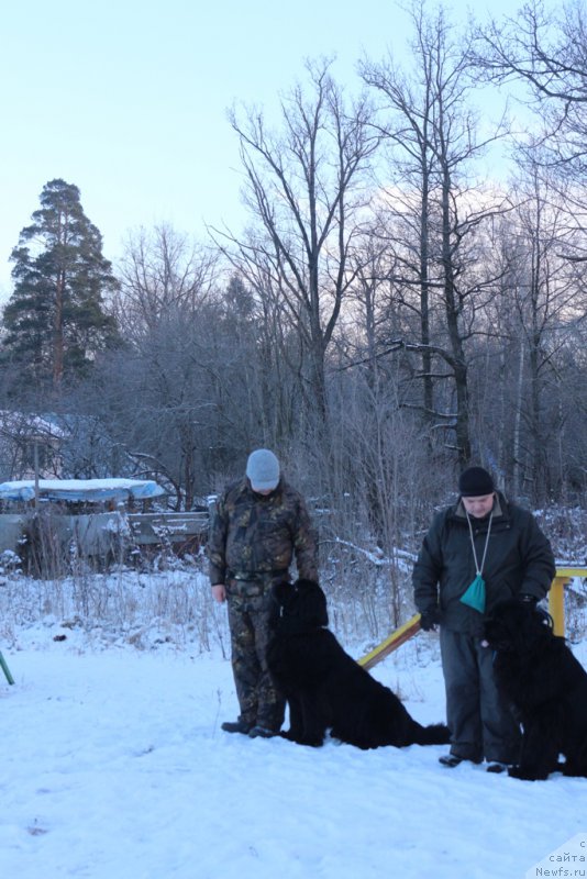 Фото: ньюфаундленд Vom Waterfall Land Backham (Вом Ватерфулл Лэнд Бэкхэм), Aleksandr Ponomaryov (Александр Пономарёв)
