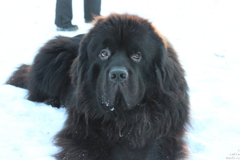 Фото: ньюфаундленд Laymar Seynari (Лаймар Сейнари)