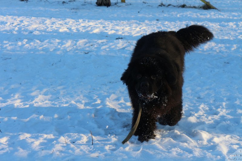 Фото: ньюфаундленд Laymar Seynari (Лаймар Сейнари)