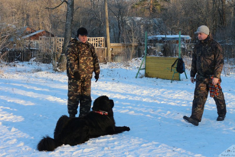 Фото: Aleksandr Burmistrov (Александр Бурмистров), ньюфаундленд Vom Waterfall Land Backham (Вом Ватерфулл Лэнд Бэкхэм)
