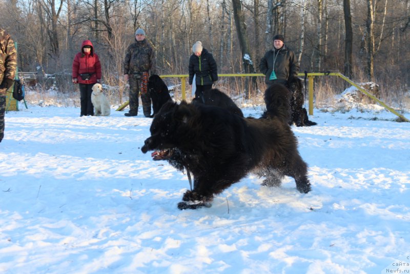 Фото: ньюфаундленд Laymar Seynari (Лаймар Сейнари)