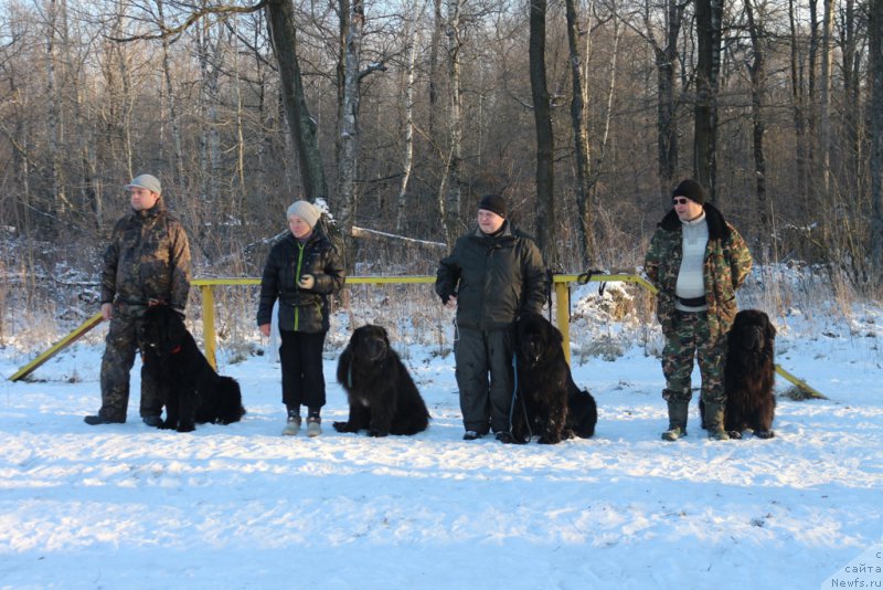 Фото: ньюфаундленд Vom Waterfall Land Backham (Вом Ватерфулл Лэнд Бэкхэм), Elena Bogdanova (Елена Богданова), ньюфаундленд Angel Khranitel Gruffidd (Ангел Хранитель Граффидд), Aleksandr Ponomaryov (Александр Пономарёв), Andrey Vasil'cov (Андрей Васильцов), ньюфаундленд Laymar Seynari (Лаймар Сейнари)