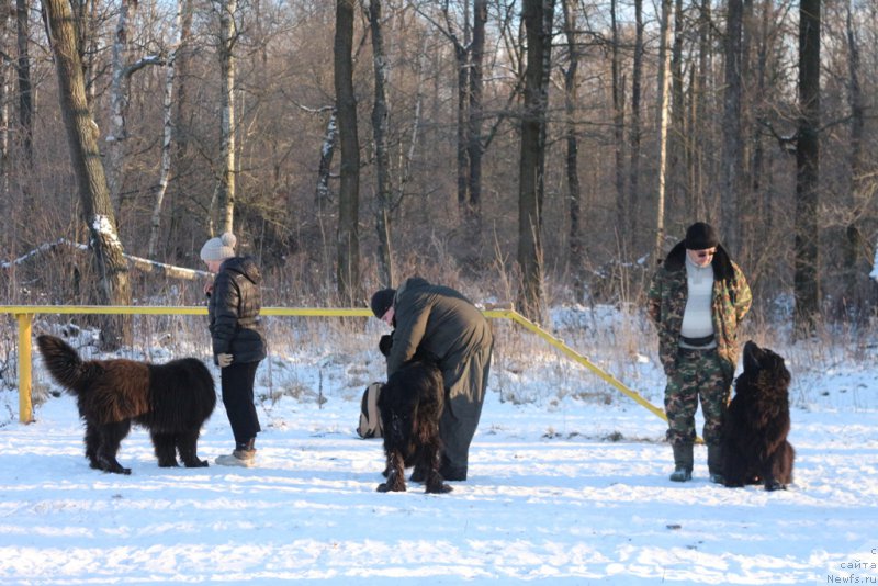 Фото: Elena Bogdanova (Елена Богданова), ньюфаундленд Angel Khranitel Gruffidd (Ангел Хранитель Граффидд), Aleksandr Ponomaryov (Александр Пономарёв), Andrey Vasil'cov (Андрей Васильцов), ньюфаундленд Laymar Seynari (Лаймар Сейнари)
