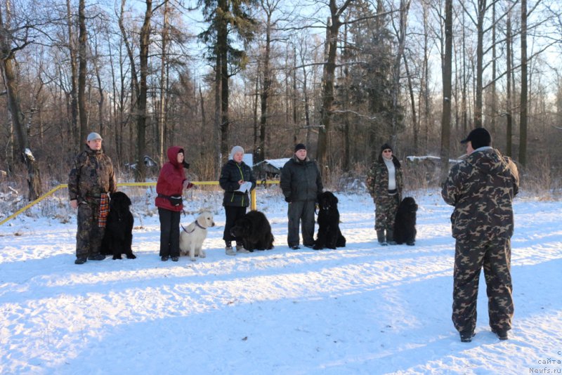 Фото: ньюфаундленд Vom Waterfall Land Backham (Вом Ватерфулл Лэнд Бэкхэм), Elena Bogdanova (Елена Богданова), ньюфаундленд Angel Khranitel Gruffidd (Ангел Хранитель Граффидд), Aleksandr Ponomaryov (Александр Пономарёв), Andrey Vasil'cov (Андрей Васильцов), ньюфаундленд Laymar Seynari (Лаймар Сейнари)