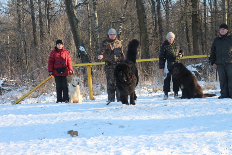 Фото: ньюфаундленд Vom Waterfall Land Backham (Вом Ватерфулл Лэнд Бэкхэм)