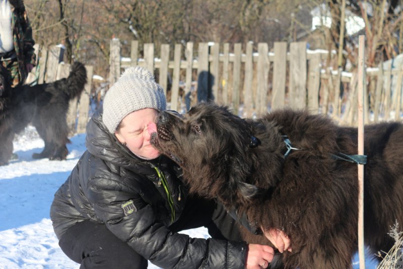 Фото: Elena Bogdanova (Елена Богданова), ньюфаундленд Angel Khranitel Gruffidd (Ангел Хранитель Граффидд)